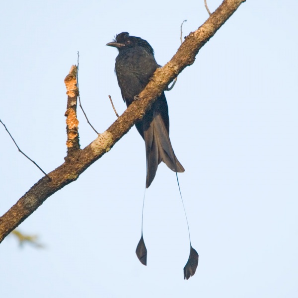   - Greater Racket-tailed Drongo - Dicrurus paradiseus