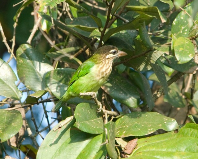    - White-cheeked Barbet - Megalaima viridis