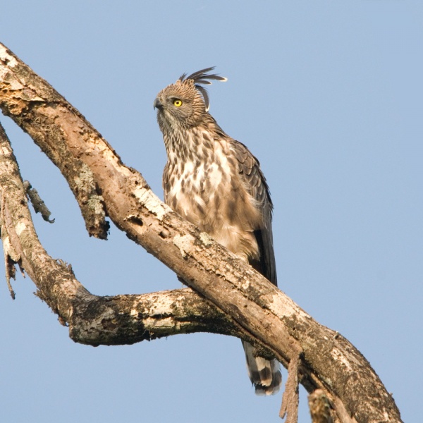    - Changeable Hawk-eagle - Spizaetus cirrhatus