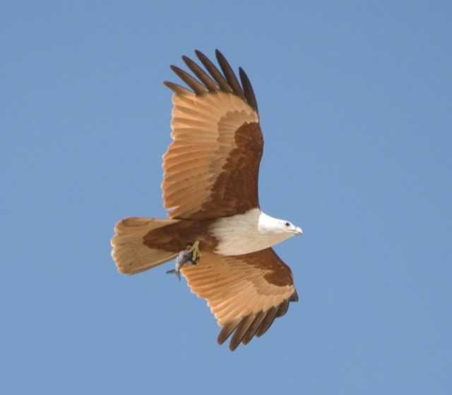   - Brahmine Kite - Haliastur indus
