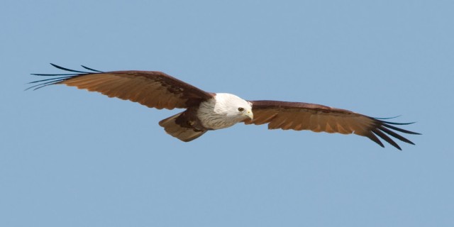   - Brahmine Kite - Haliastur indus