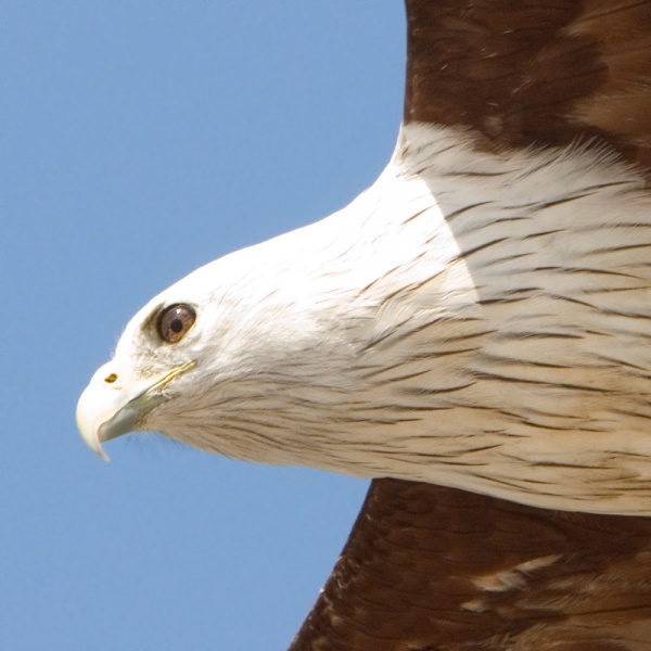   - Brahmine Kite - Haliastur indus