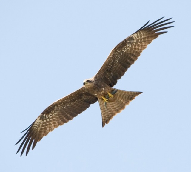   - Black Kite - Milvus migrans lineatus