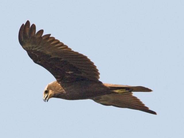   - Western Marsh-Harrier - Circus aeruginosus
