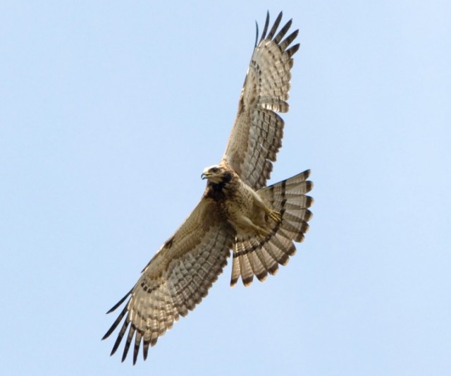   - Oriental Honey-buzzard - Pernis ptilorhynchus