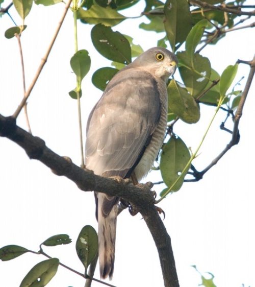  - Shikra - Accipiter badius