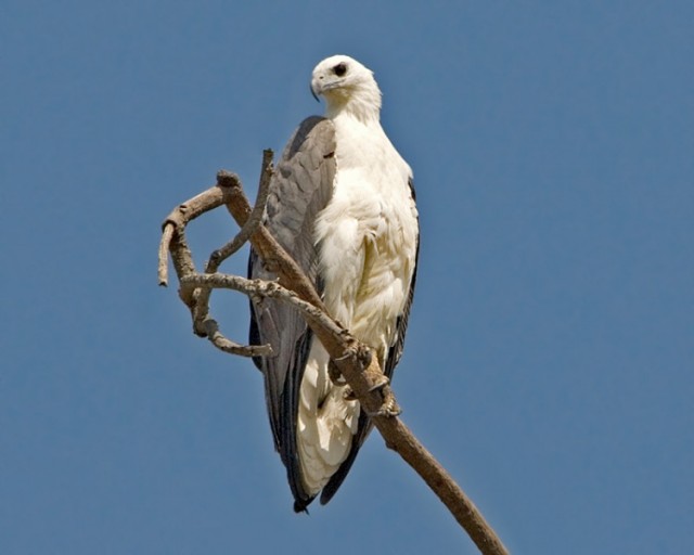   - White-bellied Sea-Eagle - Haliaeetus leucogaster
