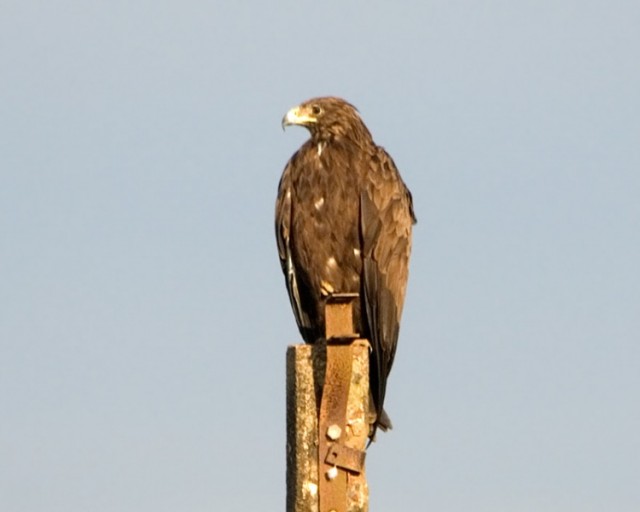   - Greater Spotted Eagle - Aquila clanga
