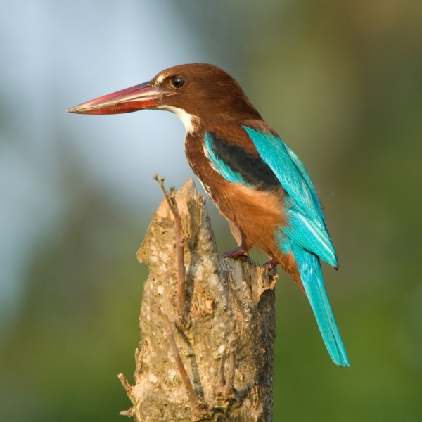   - White-throated Kingfisher - Halcyon smyrnensis