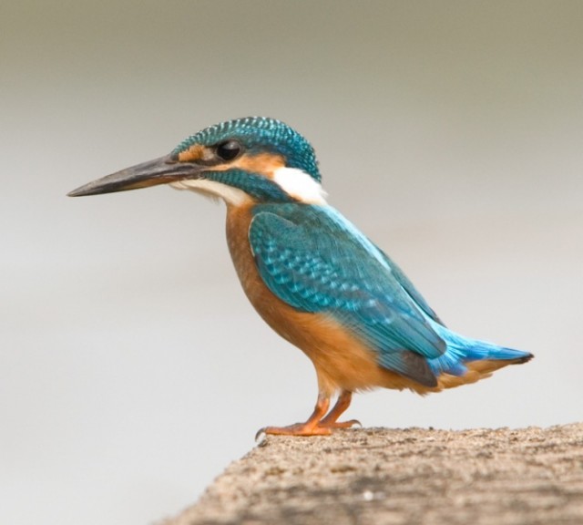   - Common Kingfisher - Alcedo atthis