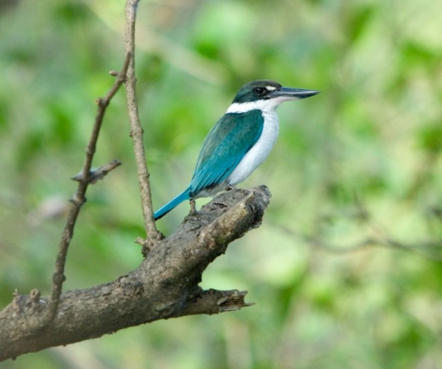   - Collared Kingfisher - Todiramphus chloris