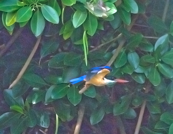   - Black-capped Kingfisher - Halcyon pileata