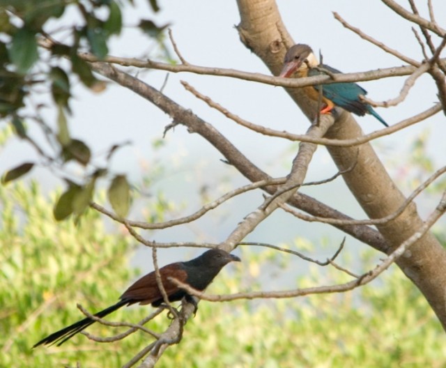   - Stork-billed Kingfisher - Pelargopsis capensis
