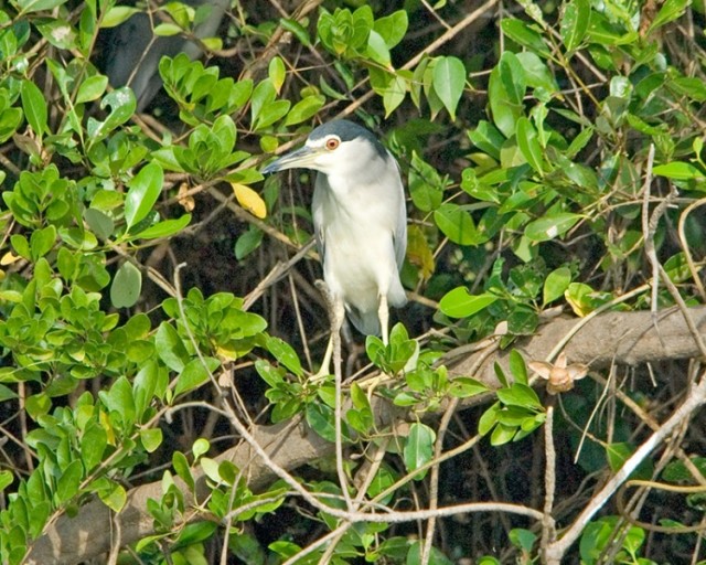  - Black-crowned Night-Heron - Nycticorax nycticorax
