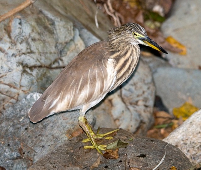   - Indian Pond-Heron - Ardeola grayii