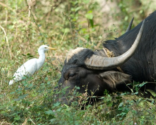   - Cattle Egret - Bubulcus ibis