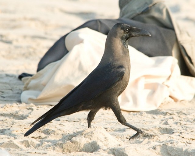 Домовая ворона - House Crow - Corvus splendens