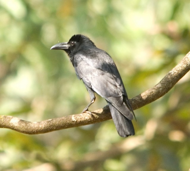   - Large-billed Crow (Jungle Crow) - Corvus macrorhynchos