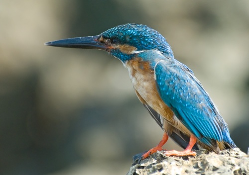 Common Kingfisher