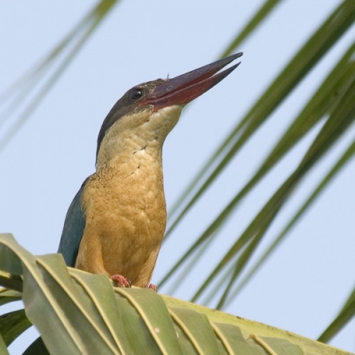 Stork-billed Kingfisher