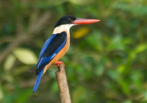 Black-capped Kingfisher