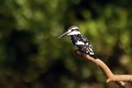 Pied Kingfisher