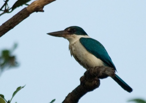 Collared Kingfisher