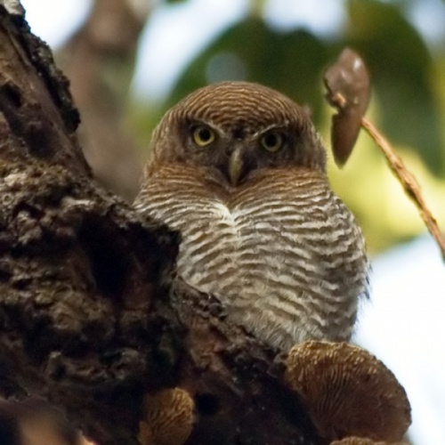 Jungle Owlet