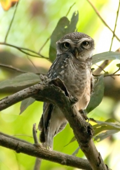 Spotted Owlet