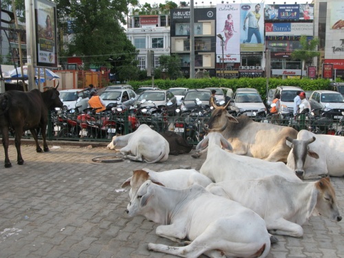 South Extension Cows
