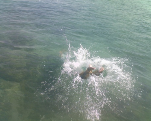 моя любовь моя любовь