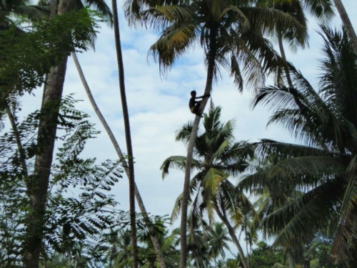 сбор кокоса сбор кокоса