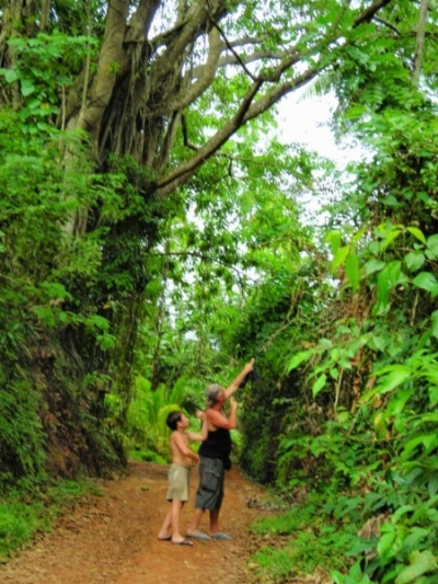 увидели в джунгях павлина увидели в джунгях павлина