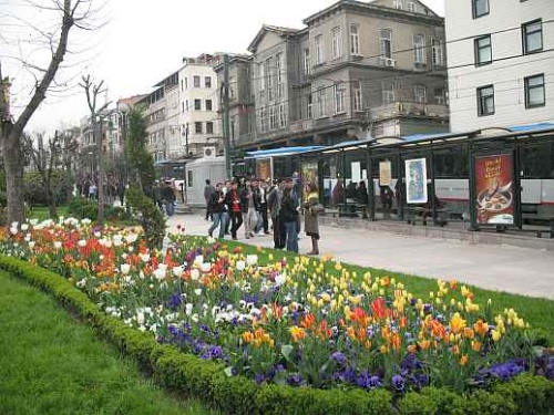 тюльпаны тюльпаны