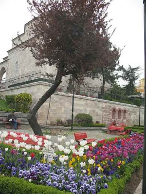 тюльпаны парят над анютиными глазками тюльпаны парят над анютиными глазками