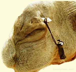 девайс девайс