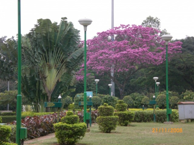 Бангалор в цвету
