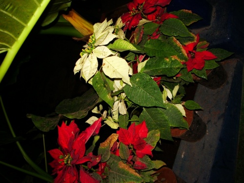 Новогодние цветочки Новогодние цветочки