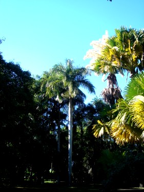 Ботанический сад Памплемусс. Пальмы разные