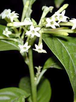 Cestrum nocturnum,  