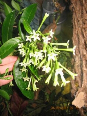 Cestrum nocturnum,  