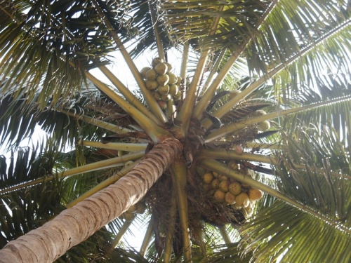 coconuts
