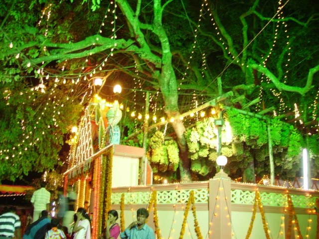 Banana Festival   2008