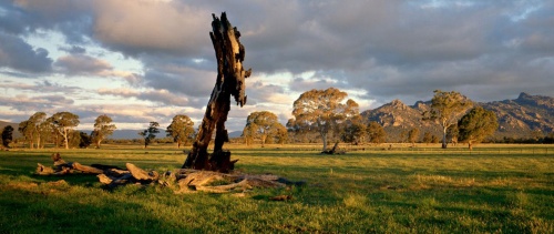 dead tree Australia