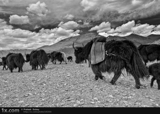 Yak Parade  Prateek Dubey