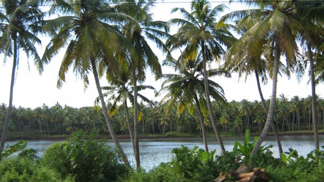 Керала из окна поезда Керала из окна поезда