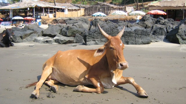 Хозяйка пляжа Вагатор Хозяйка пляжа Вагатор