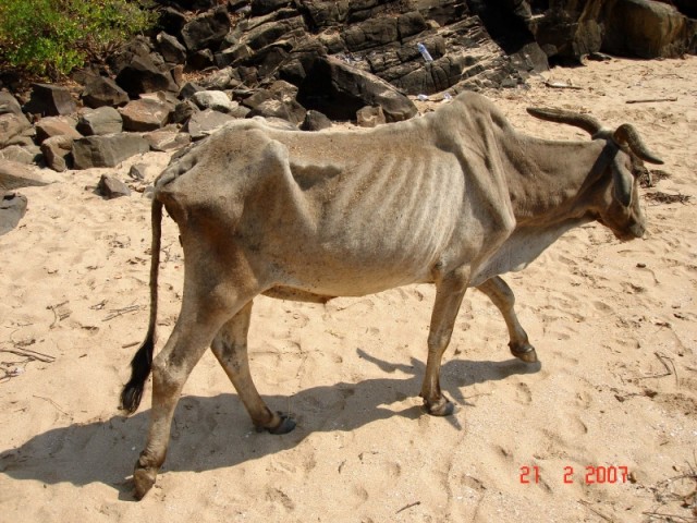 Палоллем. Явно не храмовая. Палоллем. Явно не храмовая.