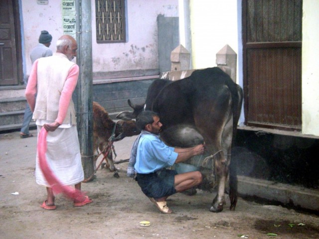 вечерняя дойка коровы которая гуляла около нашего гестхауза в Варанаси вечерняя дойка коровы которая гуляла около нашего гестхауза в Варанаси