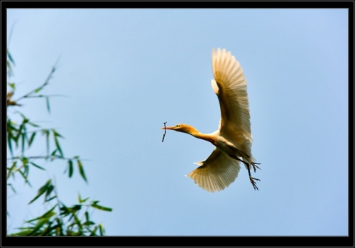 Цапель в Покхаре Цапель в Покхаре